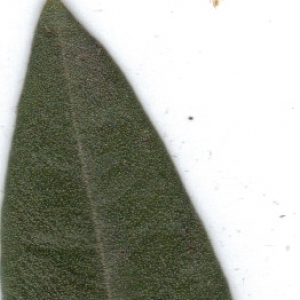 Photographie n°6867 du taxon Olea europaea L. [1753]