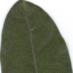 Photographie n°6868 du taxon Olea europaea L. [1753]