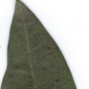 Photographie n°6869 du taxon Olea europaea L. [1753]