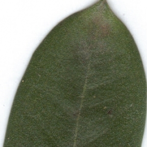 Photographie n°6872 du taxon Olea europaea L. [1753]