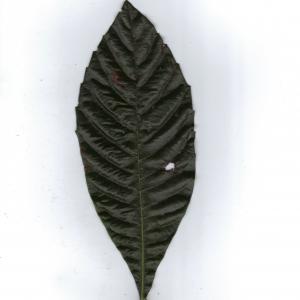 Photographie n°6886 du taxon Eriobotrya japonica (Thunb.) Lindl. [1821]