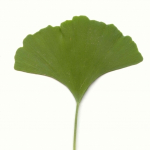 Photographie n°6899 du taxon Ginkgo biloba L. [1771]