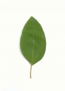 Denis CACHON, le 31 août 2009 (Paris (Bois côté Joinville et Saint-Maurice))