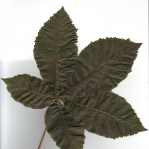 Photographie n°6928 du taxon Aesculus hippocastanum L. [1753]