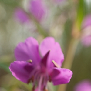 Photographie n°6940 du taxon Epilobium angustifolium L.