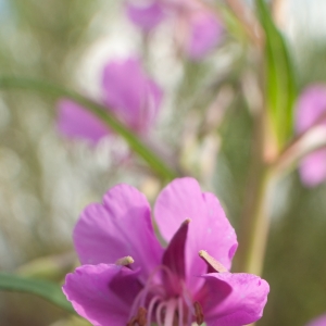 Photographie n°6941 du taxon Epilobium angustifolium L.