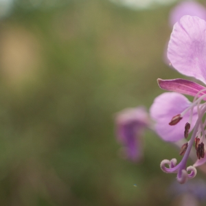 Photographie n°6942 du taxon Epilobium angustifolium L.