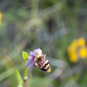 Photographie n°6968 du taxon Ophrys scolopax Cav. [1793]