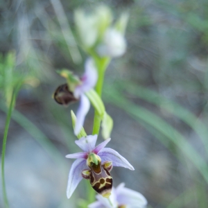 Photographie n°6969 du taxon Ophrys scolopax Cav. [1793]