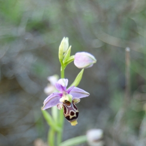 Photographie n°6970 du taxon Ophrys scolopax Cav. [1793]