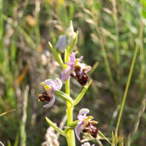 Photographie n°6971 du taxon Ophrys scolopax Cav. [1793]