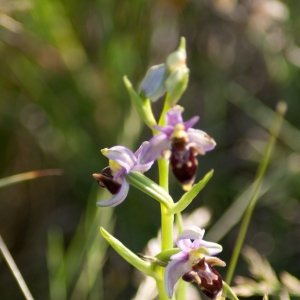 Photographie n°6972 du taxon Ophrys scolopax Cav. [1793]