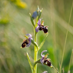 Photographie n°6973 du taxon Ophrys scolopax Cav. [1793]