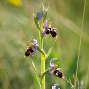 Photographie n°6974 du taxon Ophrys scolopax Cav. [1793]