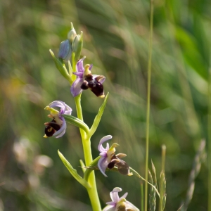 Photographie n°6975 du taxon Ophrys scolopax Cav. [1793]