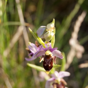 Photographie n°6977 du taxon Ophrys scolopax Cav. [1793]