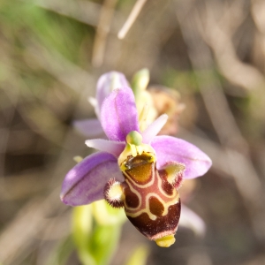 Photographie n°6978 du taxon Ophrys scolopax Cav. [1793]