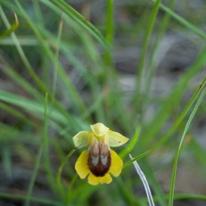 Photographie n°6979 du taxon Ophrys lutea Cav. [1793]