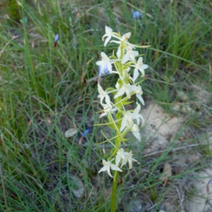 Photographie n°6980 du taxon Orchis bifolia L. [1753]