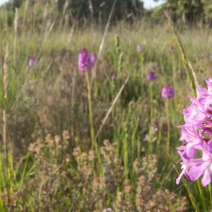 Photographie n°6982 du taxon Orchis pyramidalis L. [1753]