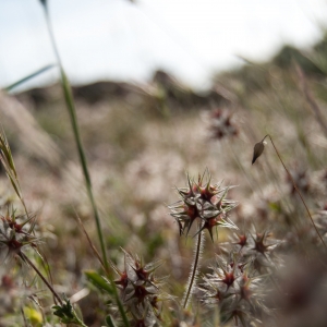 Photographie n°6984 du taxon Trifolium stellatum L. [1753]