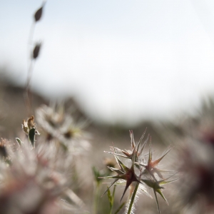 Photographie n°6985 du taxon Trifolium stellatum L. [1753]