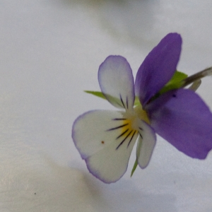 Photographie n°6988 du taxon Viola tricolor L. [1753]