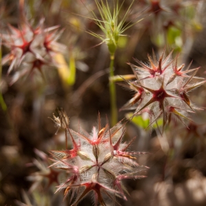 Photographie n°6997 du taxon Trifolium stellatum L. [1753]