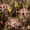  Grégoire DUCHÉ - Trifolium stellatum L. [1753]