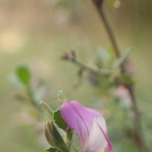 Photographie n°7014 du taxon Ononis repens L. [1753]