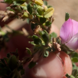 Photographie n°7019 du taxon Ononis repens L. [1753]