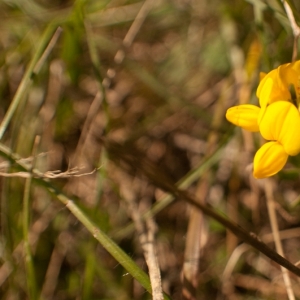 Photographie n°7021 du taxon Lotus corniculatus L. [1753]