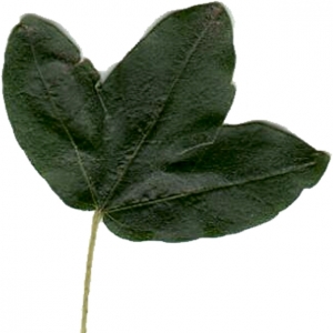 Photographie n°7086 du taxon Acer monspessulanum L. [1753]