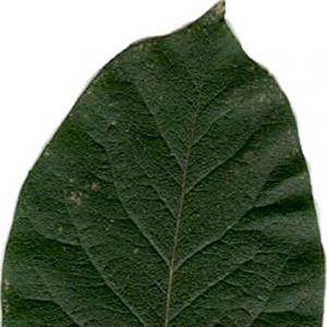 Photographie n°7089 du taxon Mespilus germanica L. [1753]