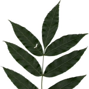 Photographie n°7099 du taxon Fraxinus excelsior L. [1753]