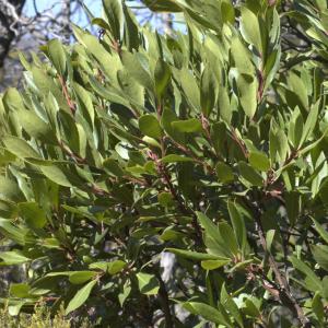 Photographie n°7129 du taxon Arbutus unedo L. [1753]