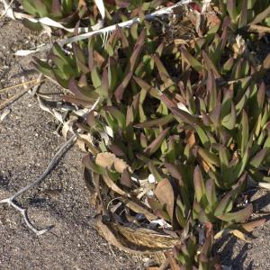  - Carpobrotus acinaciformis (L.) L.Bolus [1927]