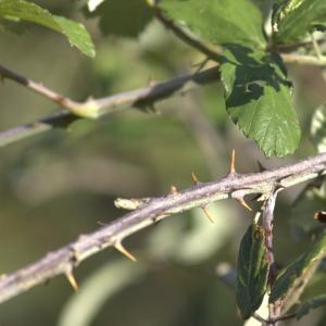 Photographie n°7159 du taxon Rubus ulmifolius Schott [1818]