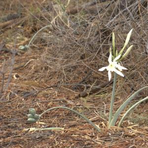 Photographie n°7199 du taxon Pancratium maritimum L. [1753]