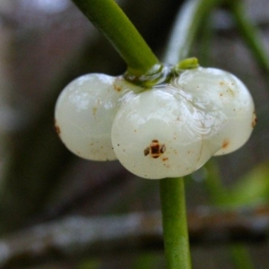 Photographie n°7246 du taxon Viscum album L. [1753]