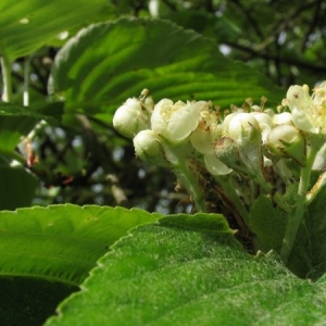 Photographie n°7250 du taxon Sorbus aria (L.) Crantz [1763]