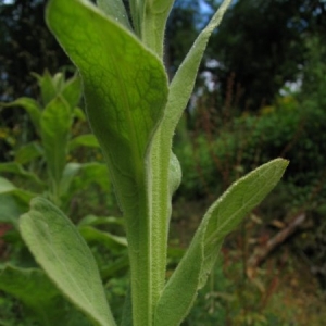 Photographie n°7256 du taxon Verbascum thapsus L. [1753]