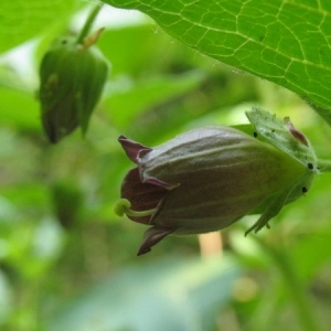 Photographie n°7263 du taxon Atropa belladonna L. [1753]