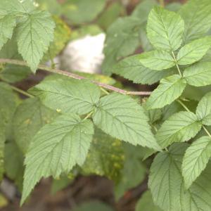 Photographie n°7266 du taxon Rubus idaeus L. [1753]