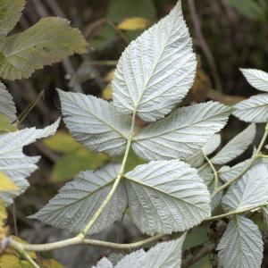 Photographie n°7268 du taxon Rubus idaeus L. [1753]