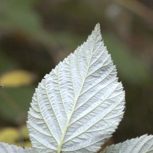 Photographie n°7269 du taxon Rubus idaeus L. [1753]