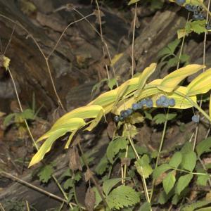 Photographie n°7275 du taxon Polygonatum multiflorum (L.) All.