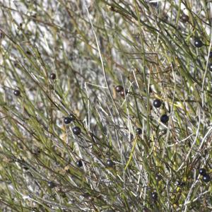 Photographie n°7311 du taxon Jasminum fruticans L. [1753]