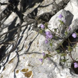 Photographie n°7321 du taxon Galeopsis angustifolia Ehrh. ex Hoffm. [1804]