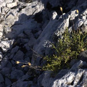 Photographie n°7327 du taxon Silene saxifraga L. [1753]